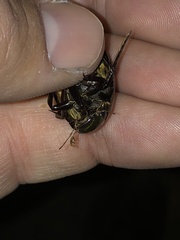 Hydrophilus triangularis
