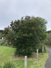 Banksia ericifolia
