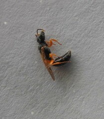 Arpactophilus