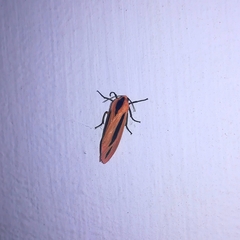 Creatonotos gangis-interrupta agg