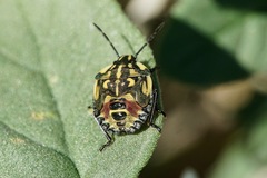 Carpocoris