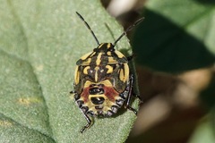Carpocoris