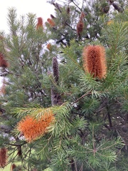 Banksia ericifolia