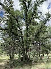 Quercus gambelii