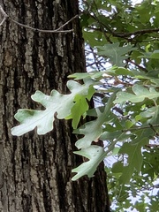 Quercus gambelii