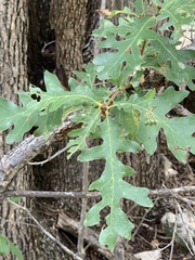Quercus gambelii