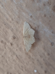 Traminda mundissima