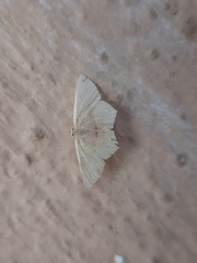 Traminda mundissima