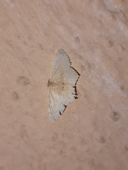 Traminda mundissima