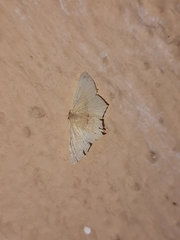 Traminda mundissima