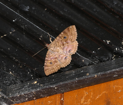 Speiredonia spectans