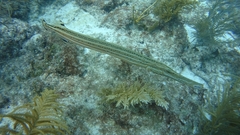 Aulostomus maculatus