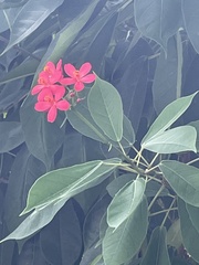 Jatropha integerrima