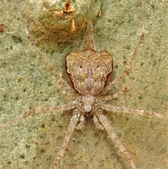Tamopsis eucalypti