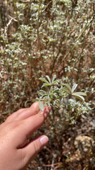 Lupinus albifrons