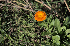 Calendula arvensis