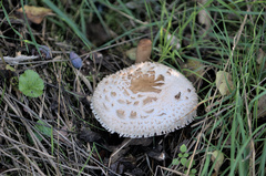 Chlorophyllum rhacodes