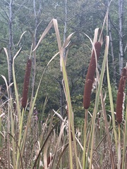 Typha