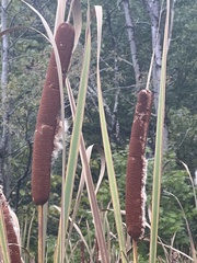 Typha