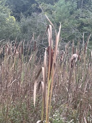 Typha