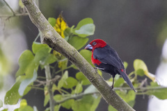 Spermophaga ruficapilla