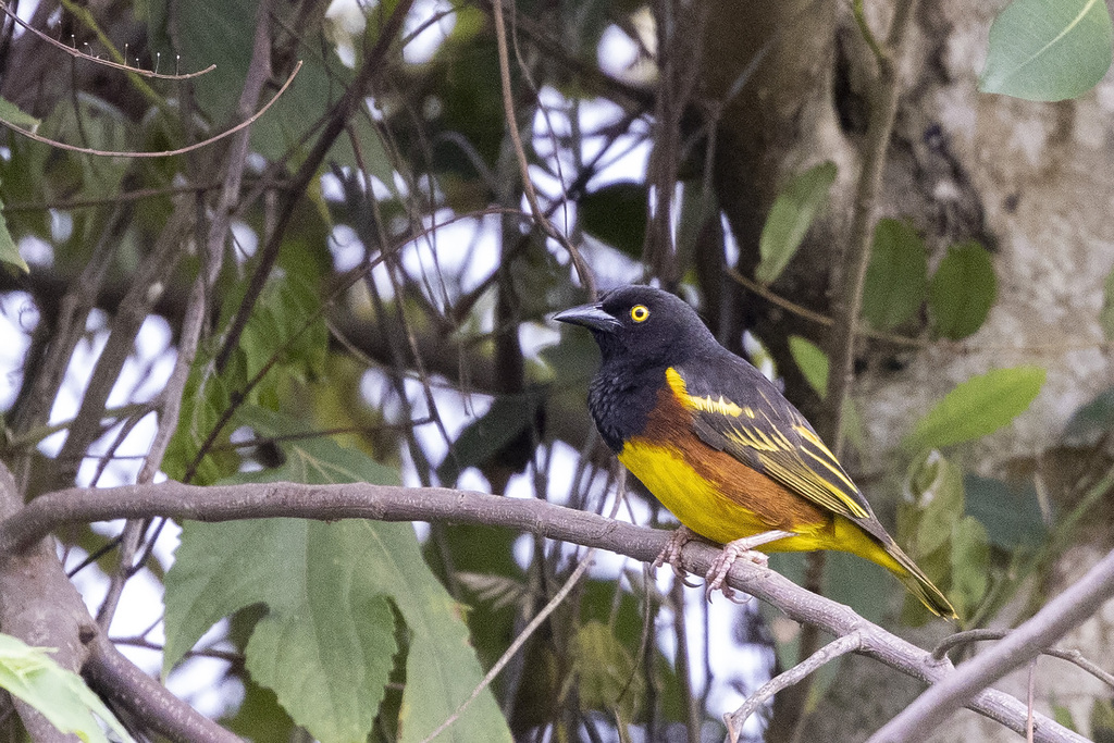 Weyns's Weaver