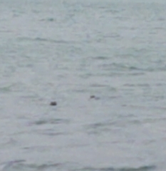 Mammalia