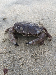 Romaleon antennarium