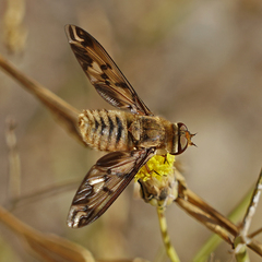 Poecilanthrax arethusa