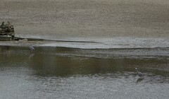 Egretta novaehollandiae novaehollandiae