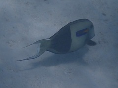 Acanthurus olivaceus