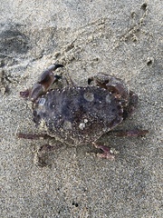 Romaleon antennarium