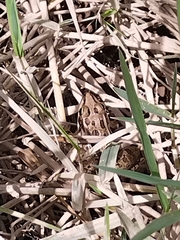 Lithobates berlandieri