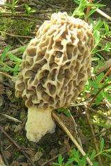 Morchella