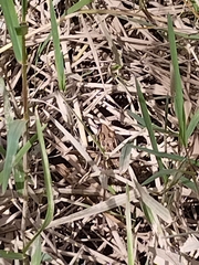 Lithobates berlandieri