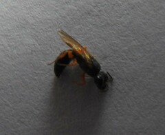 Arpactophilus