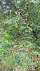 Prumnopitys ferruginea