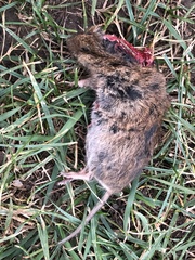 Microtus pennsylvanicus