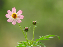 Cosmos caudatus
