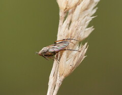Empidoidea