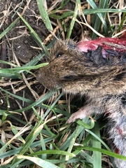 Microtus pennsylvanicus