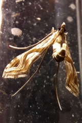 Lineodes integra