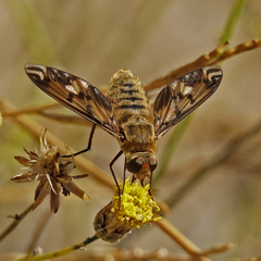Poecilanthrax arethusa