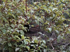 Turdus merula merula