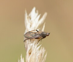 Empidoidea