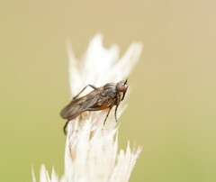 Empidoidea