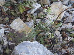 Allium brevidentatum