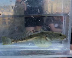 Leptocottus armatus