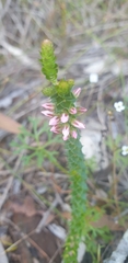 Epacris pulchella