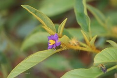 Solanum senticosum